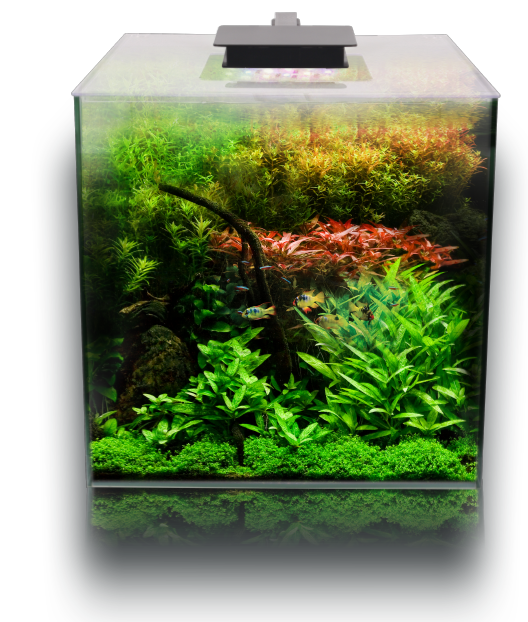 あくありゅむ THE CORNER AQUARIUM ✨ Our best-selling corner tank is curved to